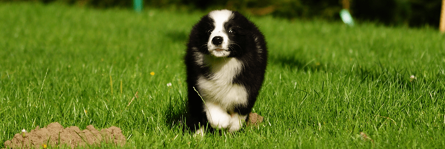 Border Collie Welpe