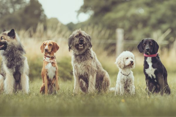 4_-_MWF02131-Nur_Hunde_scaled