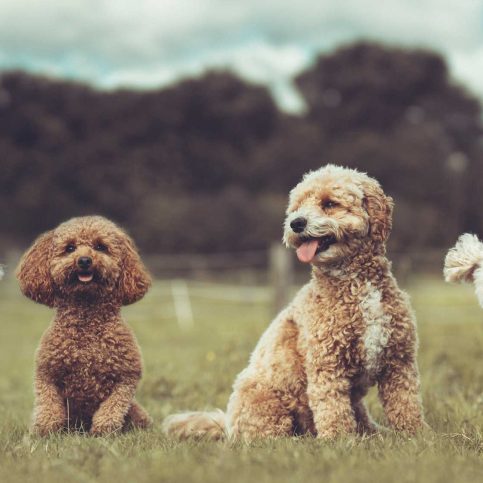 gruppentraining-dranbleiber