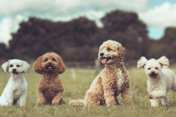 gruppentraining-dranbleiber