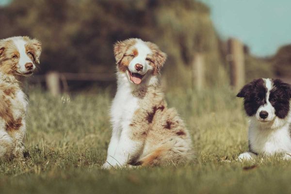 gruppentraining-starter